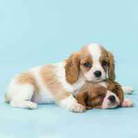 D439fe479d54179cae66cadeb4812758e4d78cde