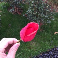 B92aa01358904f60e1647fda8e52109a38e2ed7c