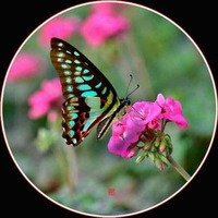 C30c5ecf6125049ced148aca5b1d405c69c7ccf7