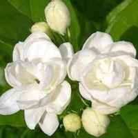 A832d85dd9c9d00ddc5f6030351913fec4ee762b