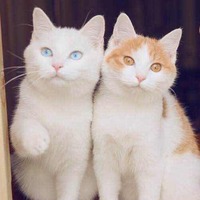 6036b1b2c06075d00eef5c9b1a88a01ecbc6e106