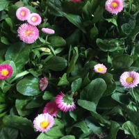 A250a3e7c4655a4515c08e371d1bb2ed6297a1b7