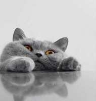 F8fd43cda1772429e565dd78bea98fea7299b0ee