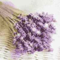 9b9432850d4e007be4c381011ba1ee9e2b9e87ef