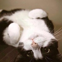 E33636310fd0fa50ec2a76f06bfa4b0c85199c57