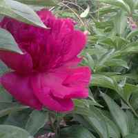 78687baaf09e91650a8baf06c11777037c3ca800