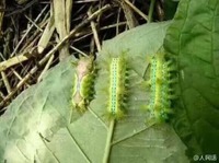 B557ceaf9b6dd99a338f615f67bc0c4afdb09666