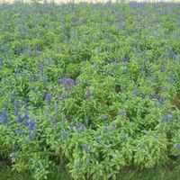 4851b4be30b83f0ff3347738981a660dc3b8556e