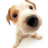 1dbfa15db772da2e372c4d3ef1930ec33e2d9397