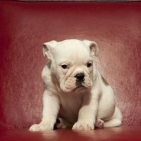 Cff8c2a8ad559c3c557edc259cea2e57ef7e89b2