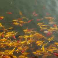 78955c97ff34cabe326b32d2a885118c6654c90c