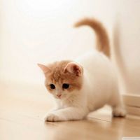 7d028ad3ed595e836d513b246781fcbaab0b79f4