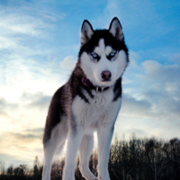 51eb42bd658e8da05f1a2c4439b1d1a42f4b4356