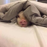 32af153c86da028d1441b0563a5bc776cc314124