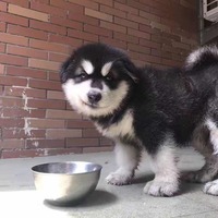 1d94ff09c6119ca3619d45730ad007efb9fa7284