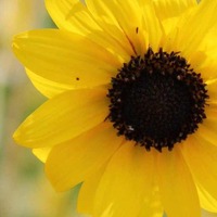 0c4df10113ef8bf36908bf1d36c2111bb5e727d9