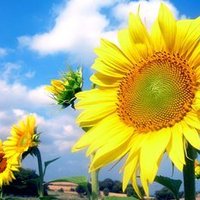 5f738a10bb2c1cf6f8d140fa40b218a887374dd8