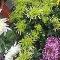 D906b0c869f0c957fa6219eb6f88d57ace427337