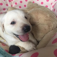 6e2ea3e8d349e89132407c3356a3afcf9c0faf4f