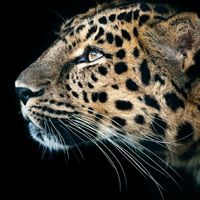 D63871b15b637d024db57fe62fe0900980cd9029