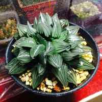 7c93b7a1f0588c00a86c2056a9afce807dd0fe23