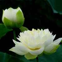 Be5199203a62d2a1577329d477940c2040d4990a