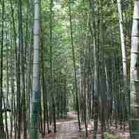 7f5ce43fd4c40c889f431d6c163200112df8c85c