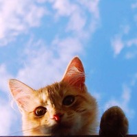 25938a5a3fcc3db77730ebb5647771d6195e9c55