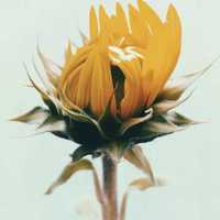 A1568b58b9aa7ee1195461de39ee8da4b49d46e5