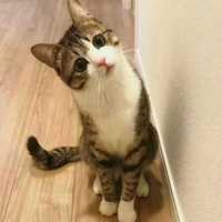 3bdac8228993b7e6867bdfcbf6233a19d11f9c8e