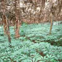 0045843ae9077ab53f7437499c18be41e33941a5