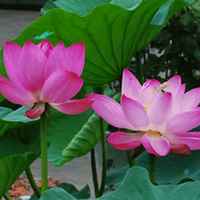 4b2cead6fd9b50d6e393e246cd8725312bf52e06