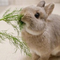 Fdca94cc61417e3ded8ce42e56d67ee0f2b85262