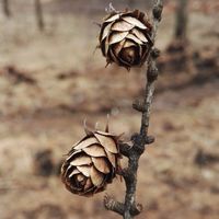 295167f904c2ab48c34acd5e11799188f2c485a3