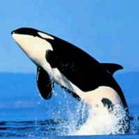 304c6b294ea166fb2408801a65907599ceab3e97