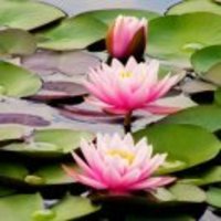 277007d5b17d26068fee7d9c81589c4d5dab89d8