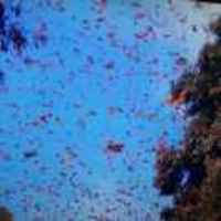 3e7aca6174aa039b3392dc9724cc3c0400a57eae