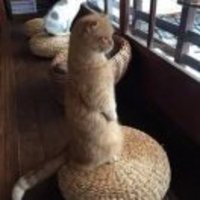 33f4287dd9c559eae616fe77263676e969c8624b