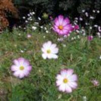 F14779ce4c44ddb9ac8ea4268e843e6da290b78e