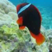 77ae96c5375f781b0ec1c9a6b3189be85fa83550