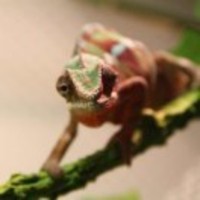 C96d0e9674db7a80294a544b4b9cb531554ed413