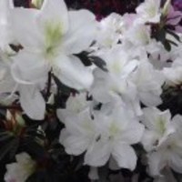 D09f36506b23e1a3c9a50cae808c20492cde94d8