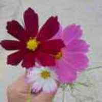 2a5b3169c3a1e0455c079cce09f0af840a4c42f3