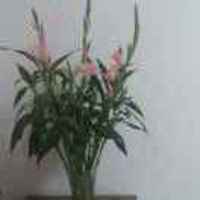 55cac9831f3fb11f6d8a332637411f5f67dca002