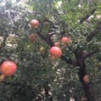 81d80ce4794bda5435c2db81725c3240ca38cc64