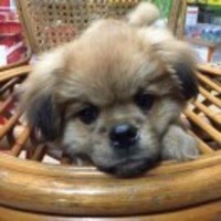 211d995662841fae34c740beb8355bbaf306c73f