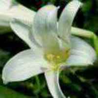 933e9a79981af7df4bcc57e0a502f8f18be6d554