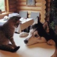 2010c5ae33d6f8e159443fa0a54e17cdeb48a859