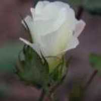 E1c9e742c553641458e466043047020be855105d