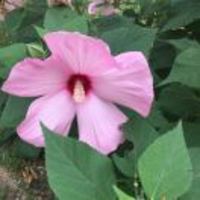 68ab4e90de5cf24ed1c3ad6b8f8512e6d89dcc3f